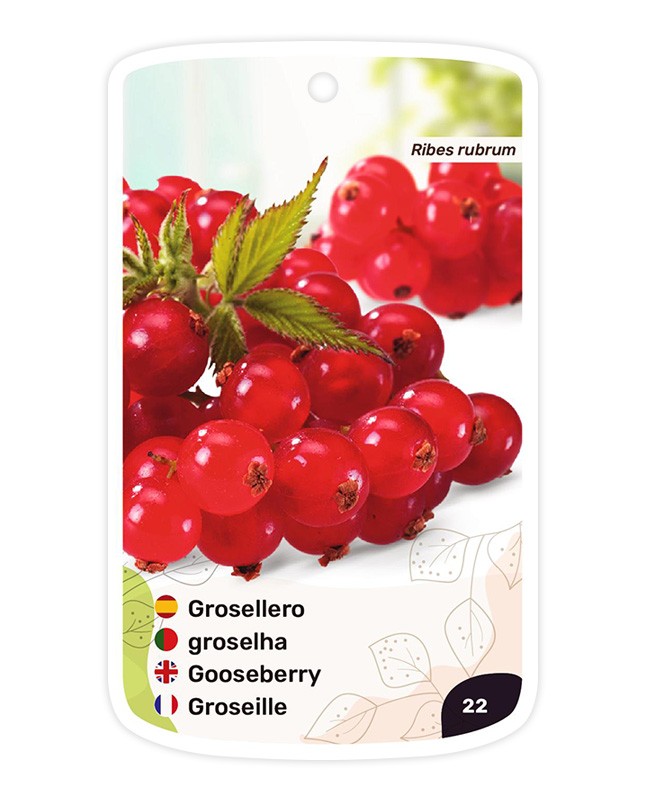 Grosellero (rojo)