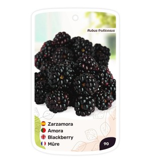 Zarzamora