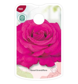 Etichette di Rosal Fucsia