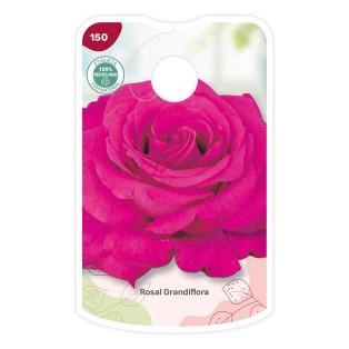 Etichette di Rosal Fucsia