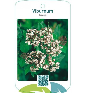 Viburnum tinus
