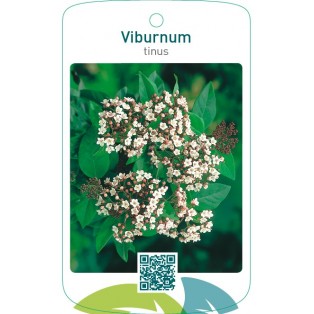 Viburnum tinus