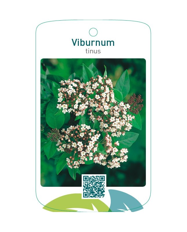 Viburnum tinus