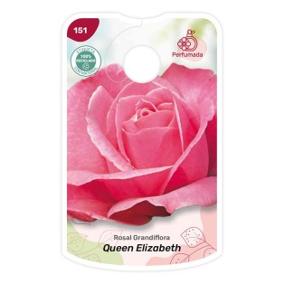 Queen Elizabeth - rosa