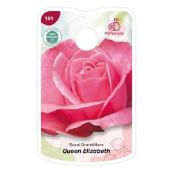 Etiquetas de Queen Elizabeth - rosa