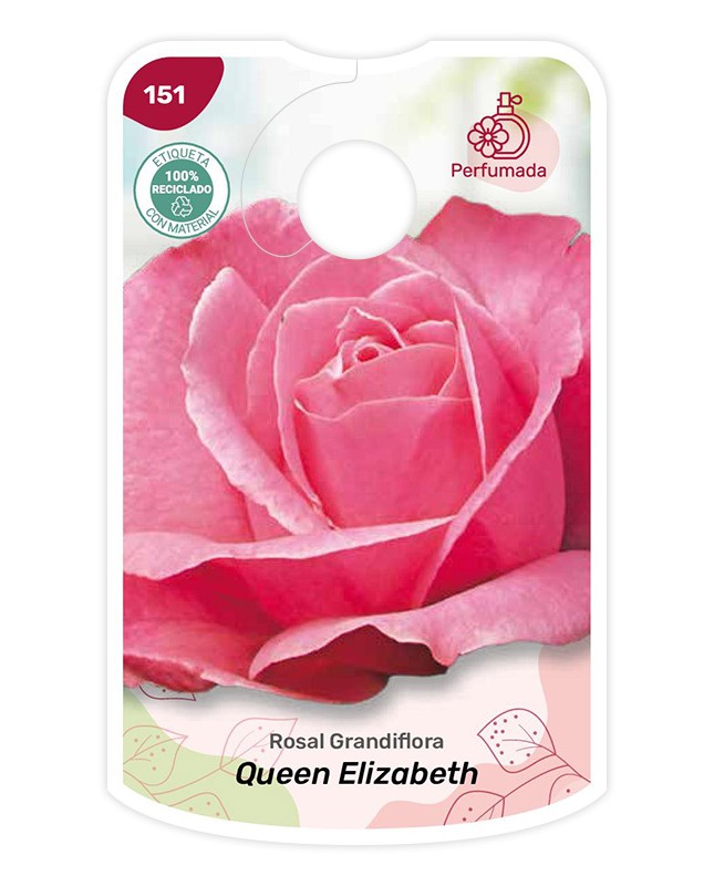 Queen Elizabeth - rosa