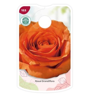 Etiquetas de Laranja