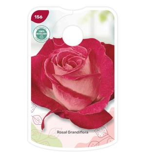 Etiquetas de Bicolor (rosa - branco)