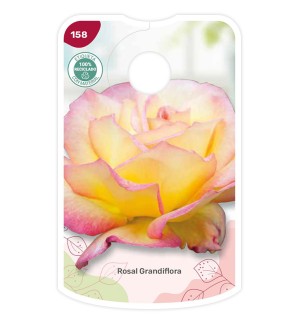 Etiquetas de Bicolor (amarelo - rosa)