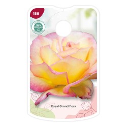 Etichette di Rosal Bicolor (amarillo - rosa)