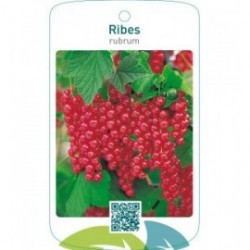 Ribes rubrum  rood