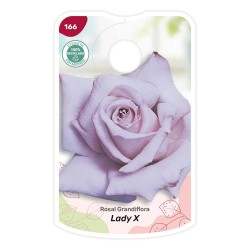 Etichette di Rosal Lady X