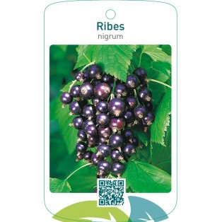 Ribes nigrum  zwart