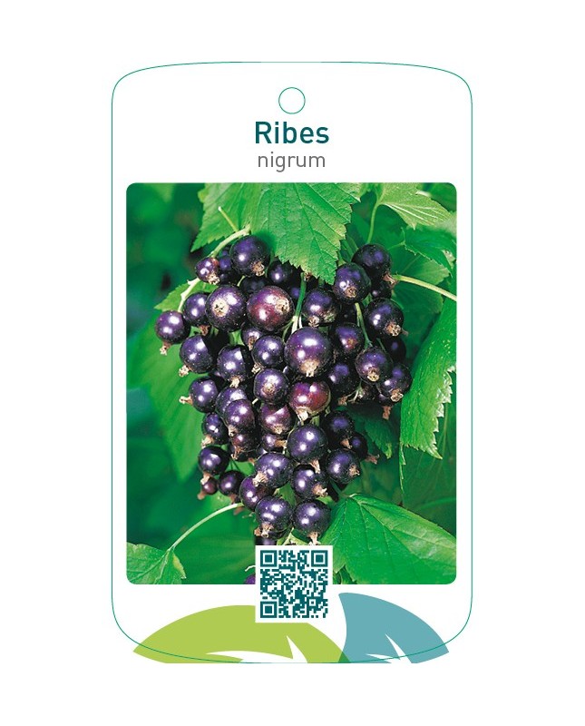 Ribes nigrum  zwart