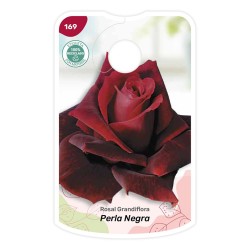 Etichette di Rosa Perla Nera