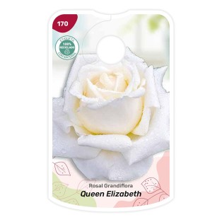 Etiquetas de Queen Elizabeth - branco