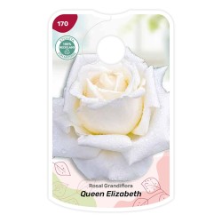 Queen Elizabeth - blanco