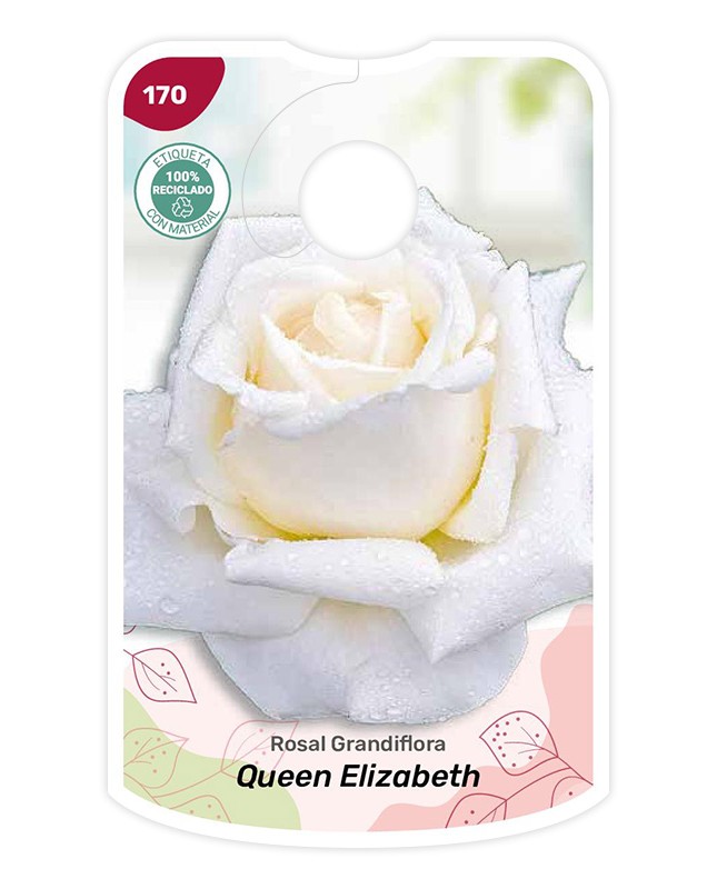 Etichette di Rosal Queen Elizabeth - blanco