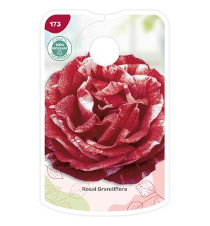 Bicolor (granate - blanco)