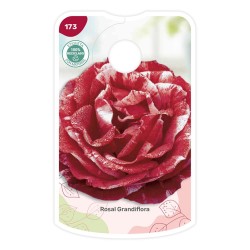 Etichette di Rosal Bicolor (granate - blanco)