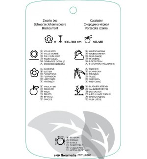 Etichette di Ribes nigrum  zwart *