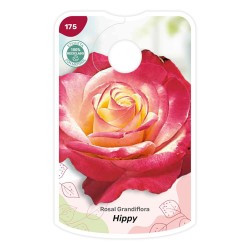 Etichette di Rosal Hippy