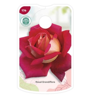 Etichette di Rosal Bicolor (rojo - amarillo)