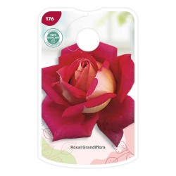 Etichette di Rosal Bicolor (rojo - amarillo)