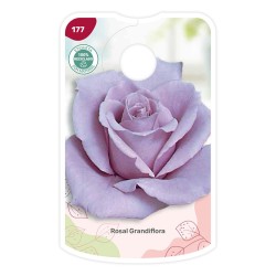 Etichette di Rosal Lila