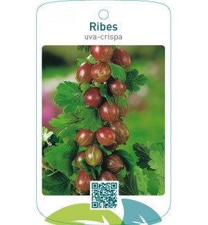 Ribes uva-crispa  rood