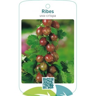 Ribes uva-crispa  rood