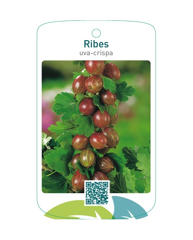 Ribes uva-crispa  rood