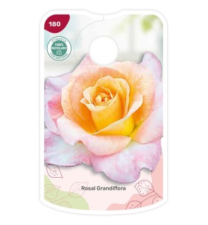 Etichette di Rosal Bicolor (salmón - amarillo)