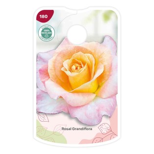 Etichette di Rosal Bicolor (salmón - amarillo)