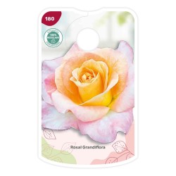 Etichette di Rosal Bicolor (salmón - amarillo)