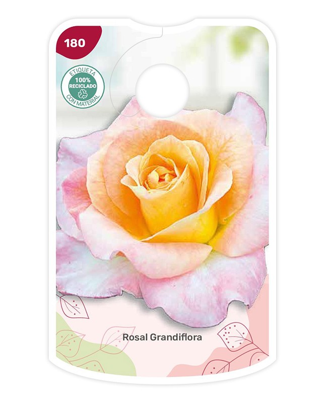 Etichette di Rosal Bicolor (salmón - amarillo)