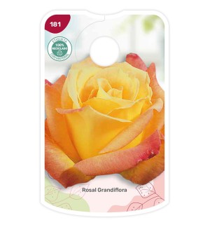 Etichette di Rosal Bicolor (naranja - amarillo)