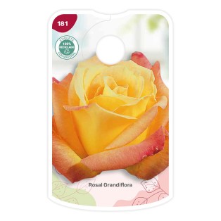 Etichette di Rosal Bicolor (naranja - amarillo)