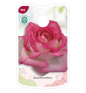 Etiquetas de Bicolor (rosa - branco)