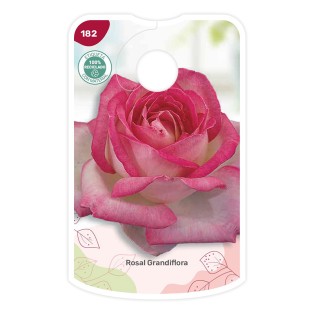 Etiquetas de Bicolor (rosa - branco)