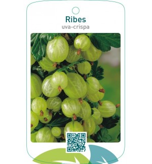 Ribes uva-crispa  wit