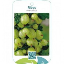 Ribes uva-crispa  wit