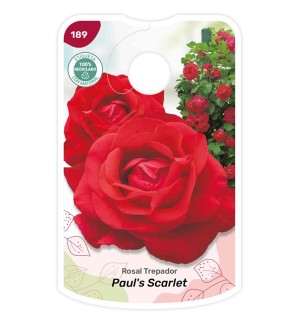 Etichette di Rosal Paul's Scarlet
