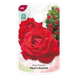 Etichette di Rosal Paul's Scarlet
