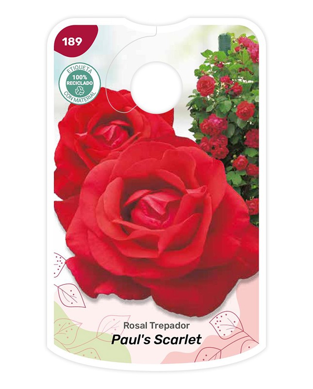 Etiquetas de Paul's Scarlet