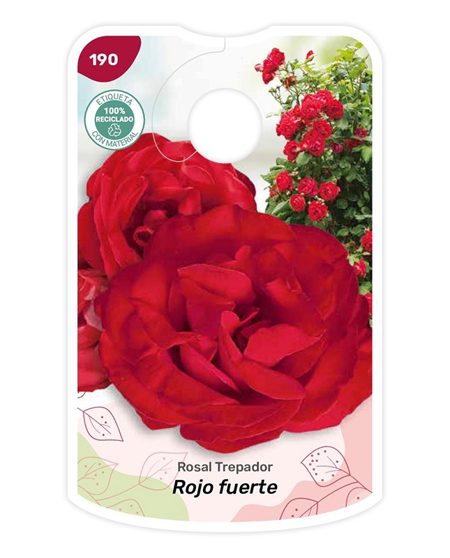 Rojo fuerte - Trepador