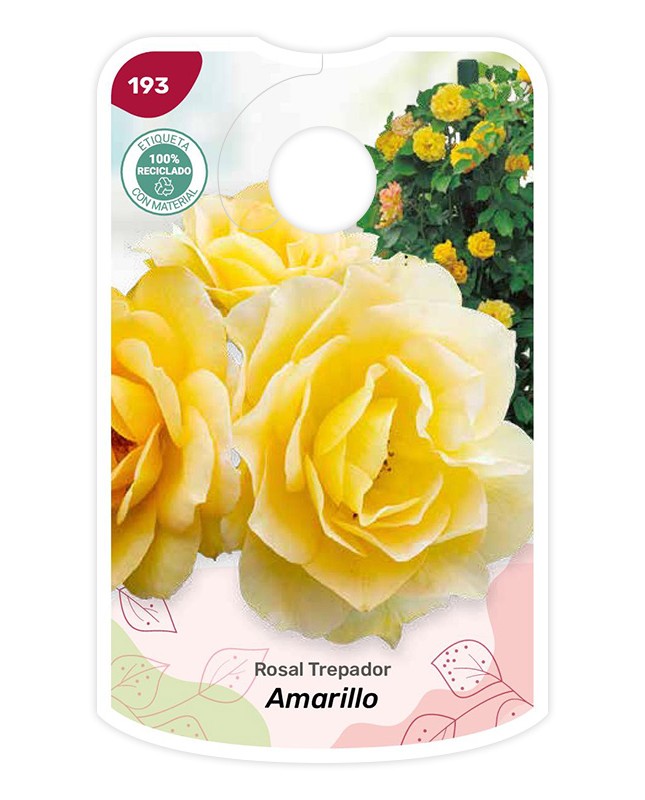 Etichette di Rosal Amarillo - Trepador