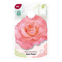 Etichette di Rosal Sea Pearl