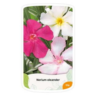 copy of - Etiquetas de Oleandro (vermelho simples)