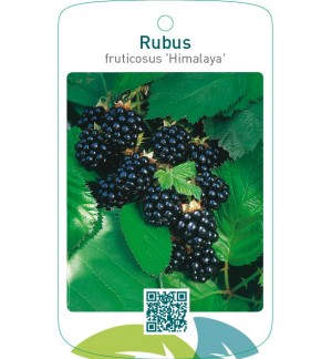 Rubus fruticosus ‘Himalaya’